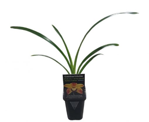 Orchid Cymbidium Golden Fantasy NDM25 7cm - Image 2