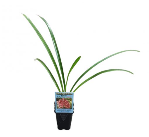 Orchid Cymbidium Maluka Baby Pink NDM22 7cm