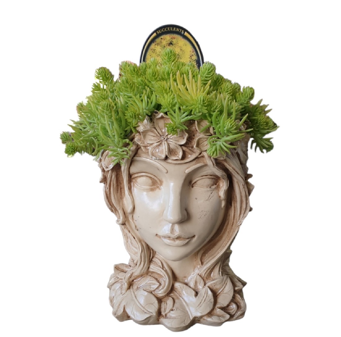 Planter Grecian Head Sedum | The Garden Feast