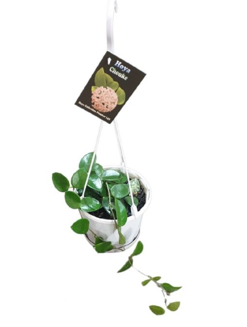 Hoya Chouke Basket 130mm - Image 2