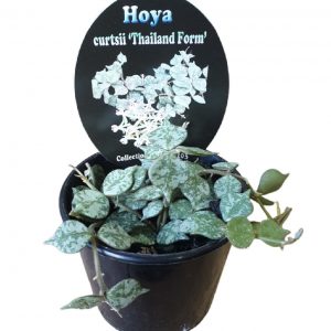 Hoya curtsii Thailand Form 10cm