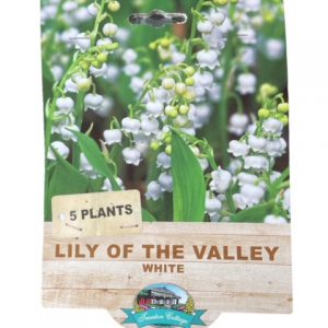Lily of the Valley Pkt 5