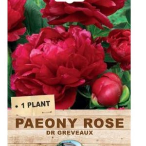 Paeony Rose Dr Greveaux 1 Plant