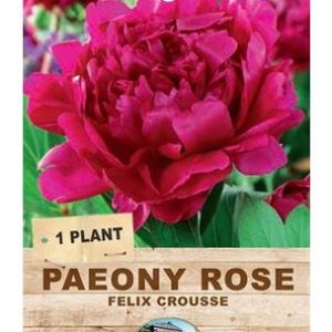Paeony Rose Felix Crousse