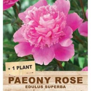 PAEONY ROSE EDULUS SUPERBA 1