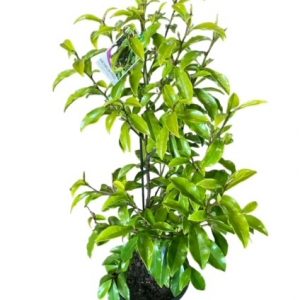 MICHELIA FIGO Port Wine Magnolia 250MM
