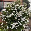 GARDENIA THUNBERGIA TREE GARDENIA 150MM - Image 2