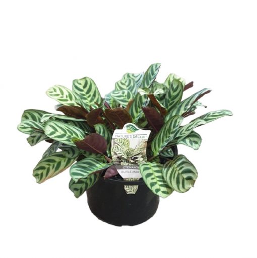 CTENANTHE BURLE MARXII 200mm