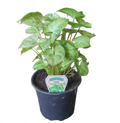 Syngonium Piie 120mm