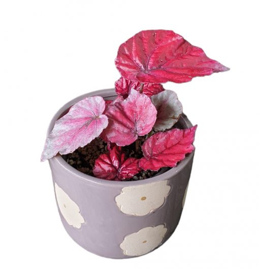 BEGONIA KOTOBUKI 100MM
