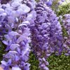 WISTERIA SINENSIS Blue Chinese Wisteria 330MM
