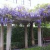 WISTERIA SINENSIS Blue Chinese Wisteria 330MM - Image 2