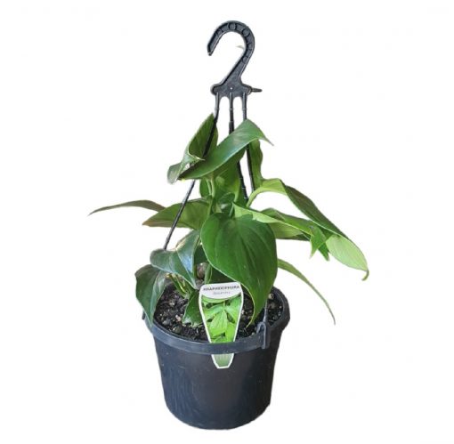 Rhaphidophora decursiva Dragons Tail Basket 200mm
