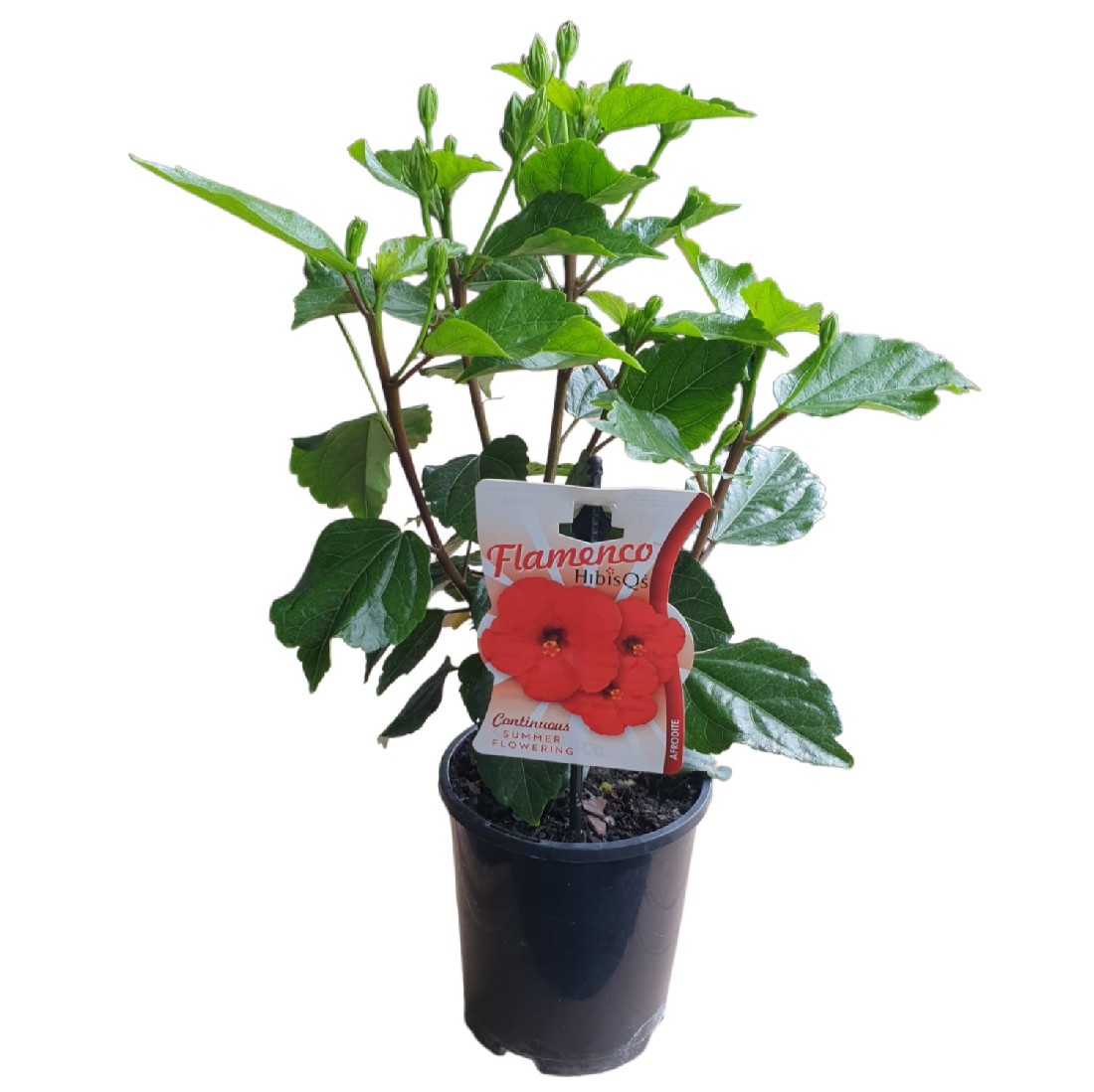 Hibiscus Flamenco Adonicus Afrodite140mm | The Garden Feast