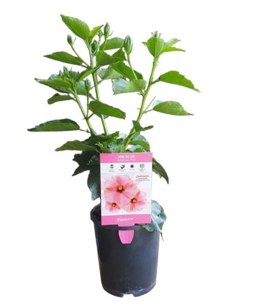Hibiscus Adonicus Pink 140mm - Image 2