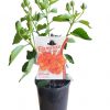 Hibiscus Adonicus Double Orange 140mm - Image 2