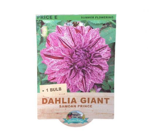 Dahlia Giant Samoan Prince 1 Bulb