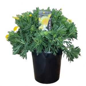 Argyranthemum Sassy Yellow Double Daisy 200mm