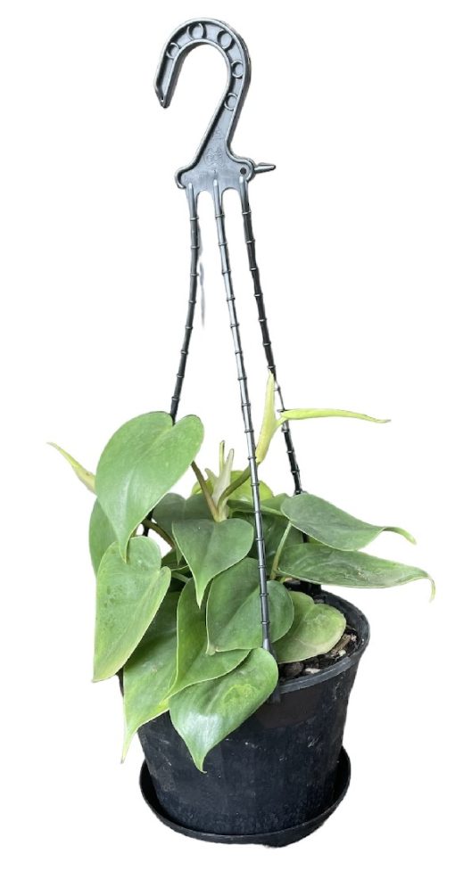 PHILODENDRON CORDATUM HEARTLEAF HB 200mm