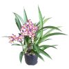 Orchid Oncidium Twinkles Purple 100mm