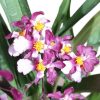 Orchid Oncidium Twinkles Purple 100mm - Image 2