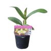 Orchid Cattleya RTH. Musician Topaz Ovation 100mm