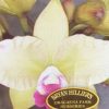 Orchid Cattleya RTH. Musician Topaz Ovation 100mm - Image 2