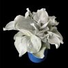 Senecio Candicans Angel Wings 180mm