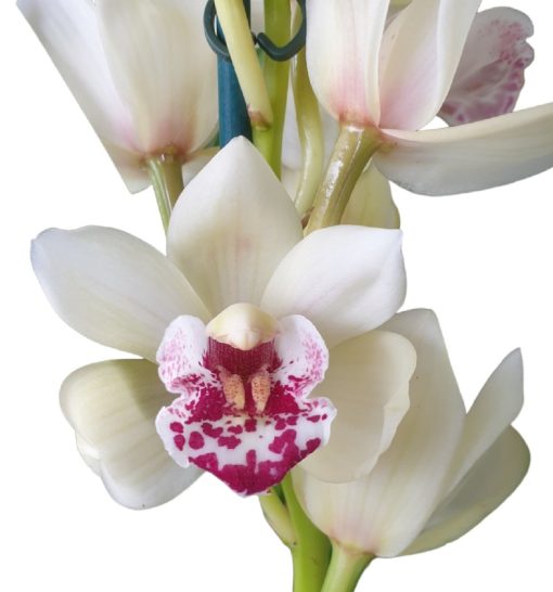 Orchid Cymbidium 14 Cream Burgundy