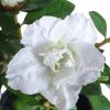 Azalea Alaska 125mm - Image 2