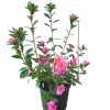 Azalea Rose King 175mm