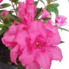 Azalea Rose King 175mm - Image 2