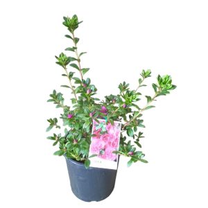 Azalea Violacea 180mm