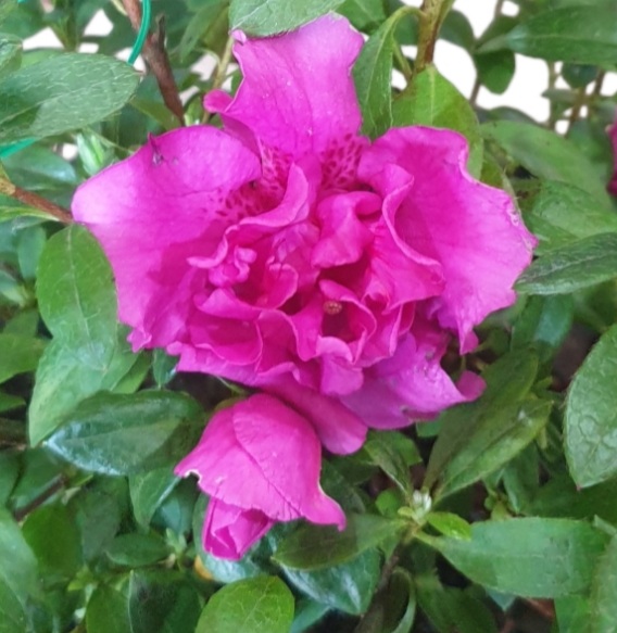 Azalea Violacea 175mm | The Garden Feast