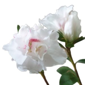 Azalea White Prince 180mm