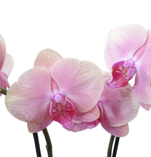 Orchid Phalaenopsis Sunset Peach Premium 125mm
