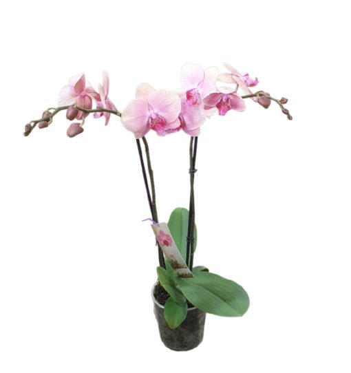 Orchid Phalaenopsis Sunset Peach Premium 125mm - Image 2