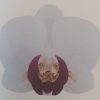 Orchid Phalaenopsis Safe Haven 60mm