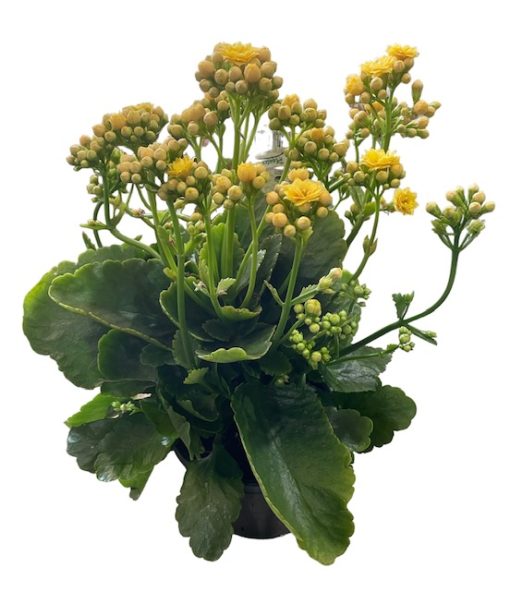 Kalanchoe Yellow 155mm