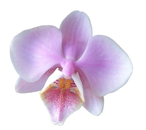 Orchid Phalaenopsis Gentle Emminence 60mm