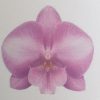 Orchid Phalaenopsis Deejay Soul 60mm