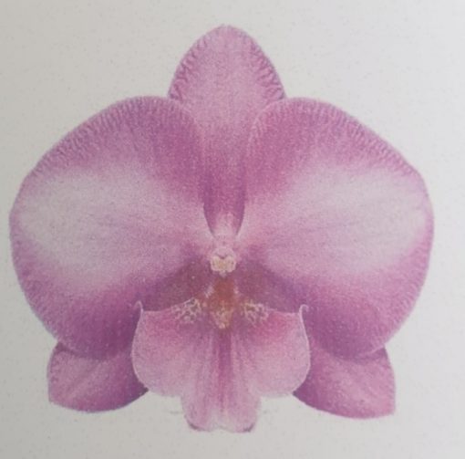 Orchid Phalaenopsis Deejay Soul 60mm