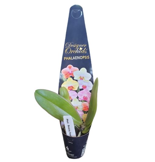Orchid Phalaenopsis Deejay Soul 60mm - Image 2