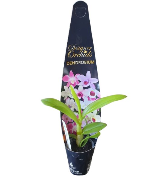 Orchid Dendrobium Ceasar Warawn 60mm