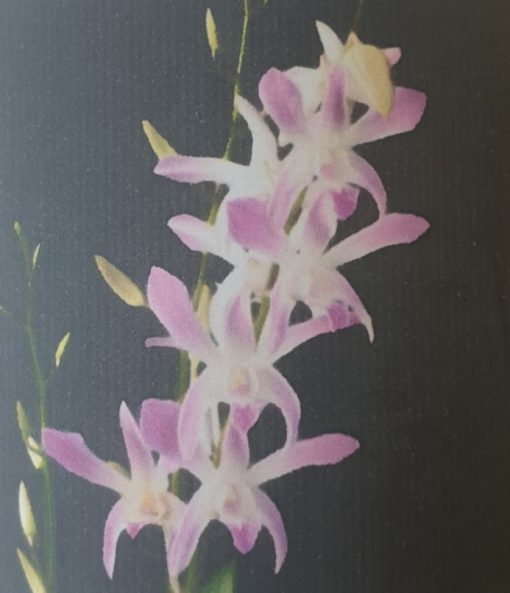 Orchid Dendrobium Ceasar Warawn 60mm - Image 2