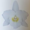 Orchid Dendrobium Nobile Spring Dream Apollon 60mm
