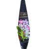 Orchid Dendrobium Nobile Spring Dream Apollon 60mm - Image 2