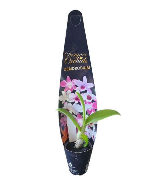 Orchid Dendrobium Chalak Red 60mm