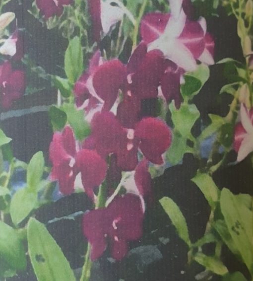 Orchid Dendrobium Chalak Red 60mm - Image 2