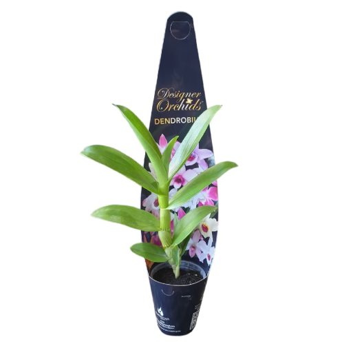 Orchid Dendrobium Nobile Sunny Eyes 60mm